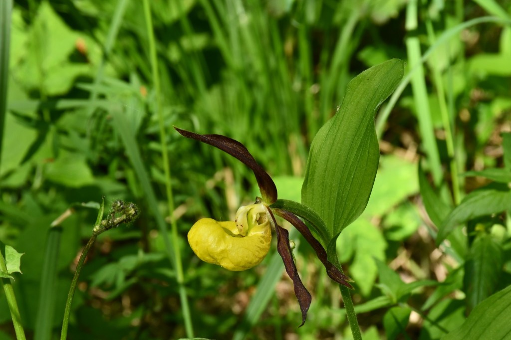 The current image has no alternative text. The file name is: ladyslipper-orchid.jpg